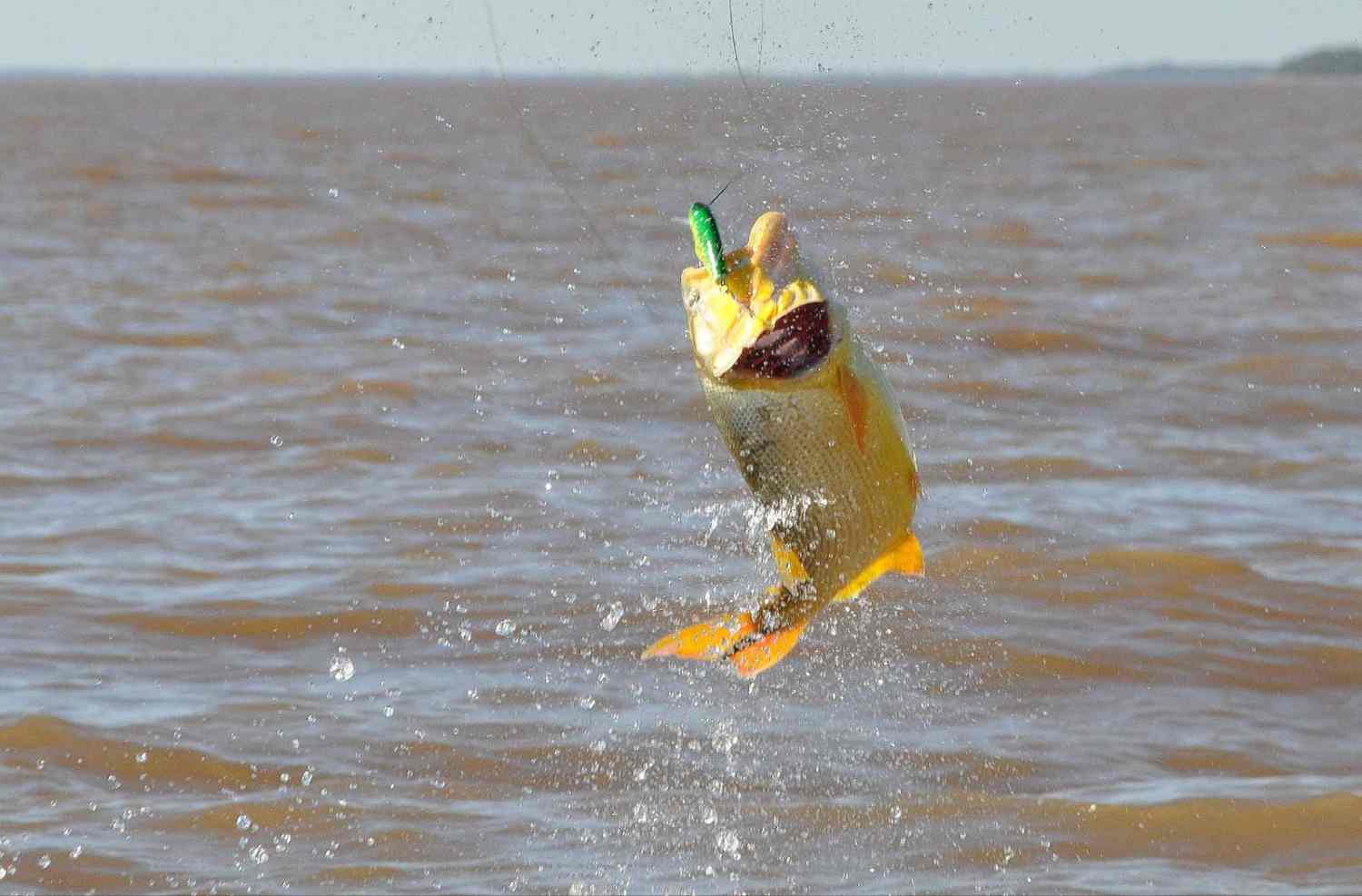 Pesca Dorado
