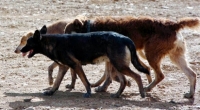 Castraciones caninas en San Antonio
