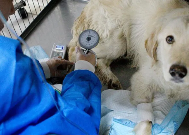 MÉDICO VETERINARIO